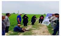   برگزاری مانور کنترل مکانیکی آفت ساقه‌خوار برنج در روستای نمودارکلا 
